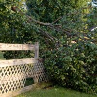 Awarding Responsibility for Downed Trees in New Jersey