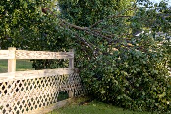 Awarding Responsibility for Downed Trees in New Jersey